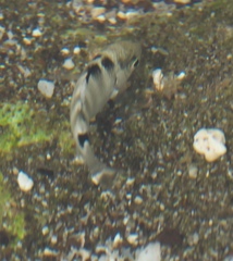 Abudefduf septemfasciatus