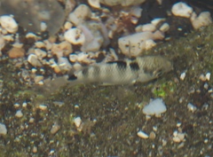 Abudefduf septemfasciatus