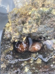 Monetaria caputophidii