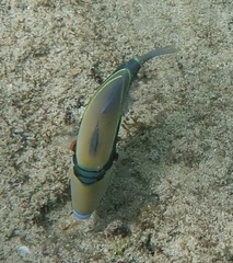 Rhinecanthus rectangulus