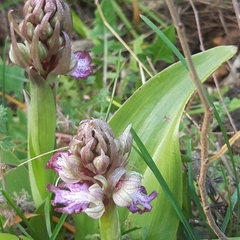 Himantoglossum robertianum