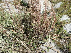 Epilobium melanocaulon