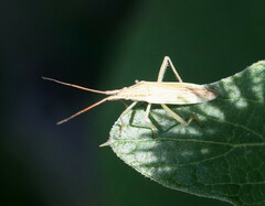 Stenodema calcarata