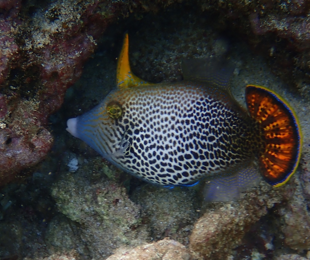 Fantail Filefish