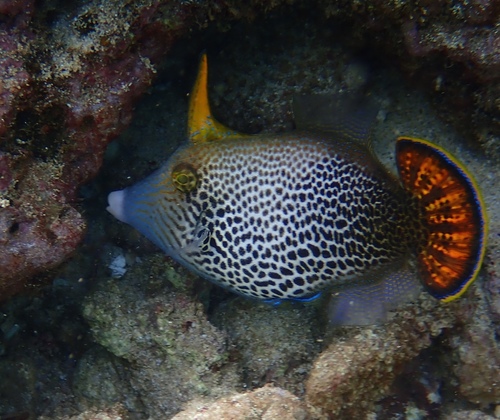 Fantail Filefish
