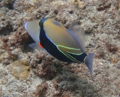 Rhinecanthus rectangulus