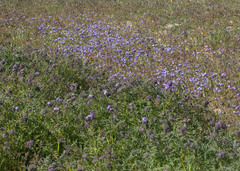 Phacelia ciliata