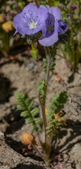 Phacelia ciliata
