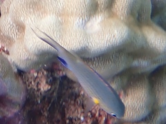 Pycnochromis vanderbilti