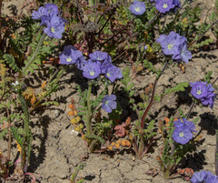Phacelia ciliata