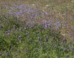 Phacelia tanacetifolia