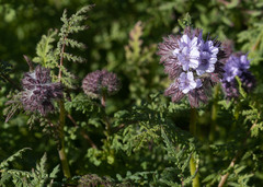 Phacelia tanacetifolia