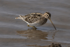 Gallinago gallinago
