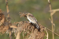 Emberiza pallasi