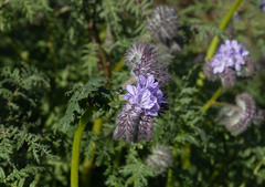 Phacelia tanacetifolia