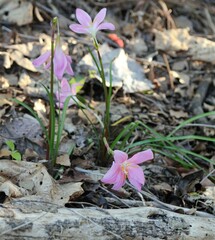 Zephyranthes carinata