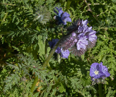 Phacelia tanacetifolia
