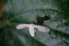 Penicillifera apicalis