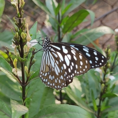Tirumala limniace