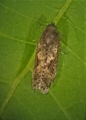 Cryptaspasma querula