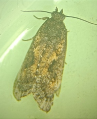 Cryptaspasma querula