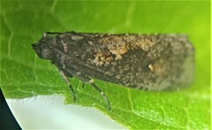 Cryptaspasma querula