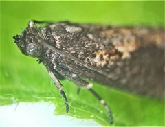 Cryptaspasma querula