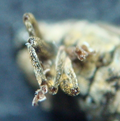 Ceutorhynchus pallidactylus