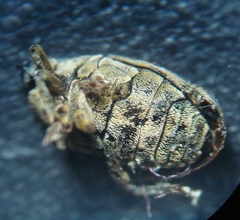 Ceutorhynchus pallidactylus