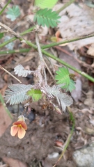 Aeschynomene americana