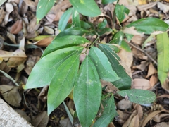 Cinnamomum yabunikkei