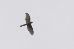 Accipiter fasciatus