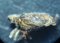 Ceutorhynchus pallidactylus