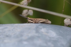 Monistria discrepans