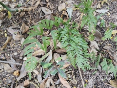 Pteris semipinnata