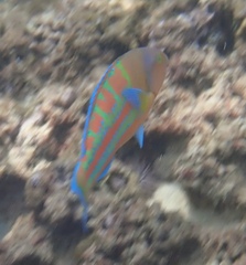 Thalassoma trilobatum