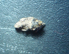 Ceutorhynchus pallidactylus