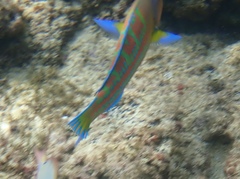 Thalassoma trilobatum