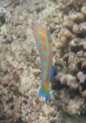 Thalassoma trilobatum