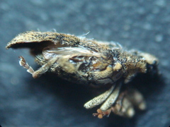 Ceutorhynchus pallidactylus