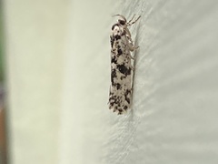 Lichenaula calligrapha