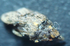 Ceutorhynchus pallidactylus