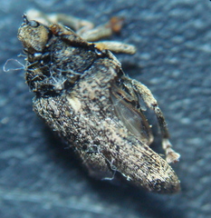 Ceutorhynchus pallidactylus