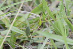 Acrida conica