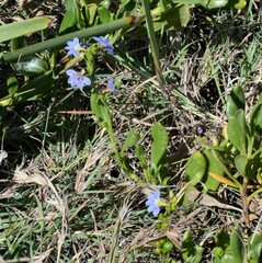 Scaevola calendulacea