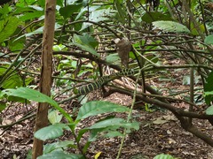 Tropidolaemus wagleri