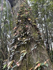 Ficus sarmentosa nipponica