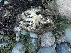 Somateria mollissima