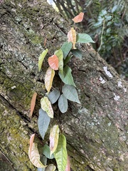 Ficus sarmentosa nipponica