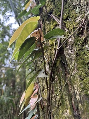 Ficus sarmentosa nipponica